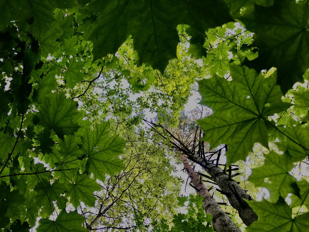 Над нами… - Любовь 