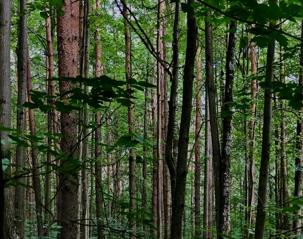 В полосочку…) - Любовь 