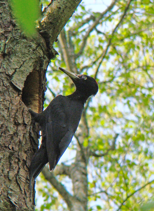 черный дятел - gawrilа - dan