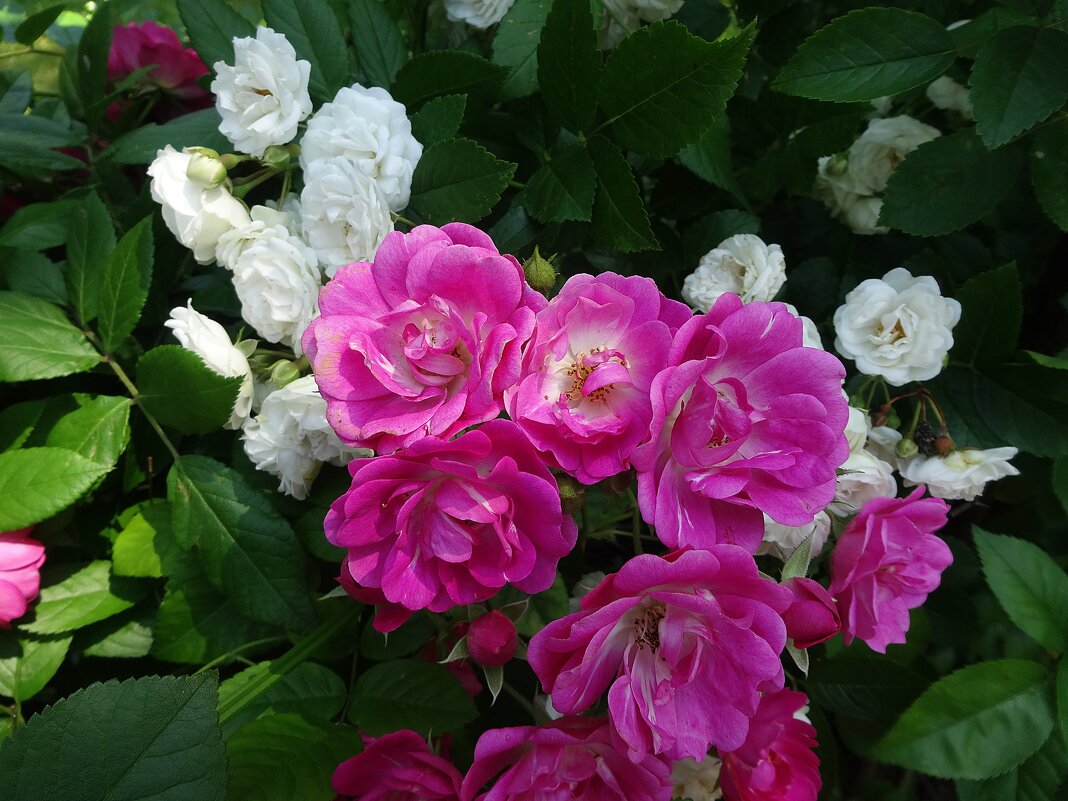 Июльские розы - Лидия Бусурина