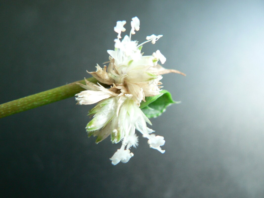 Зацвёл ЗОЛОТОЙ УС ! - Валерий Кокорев