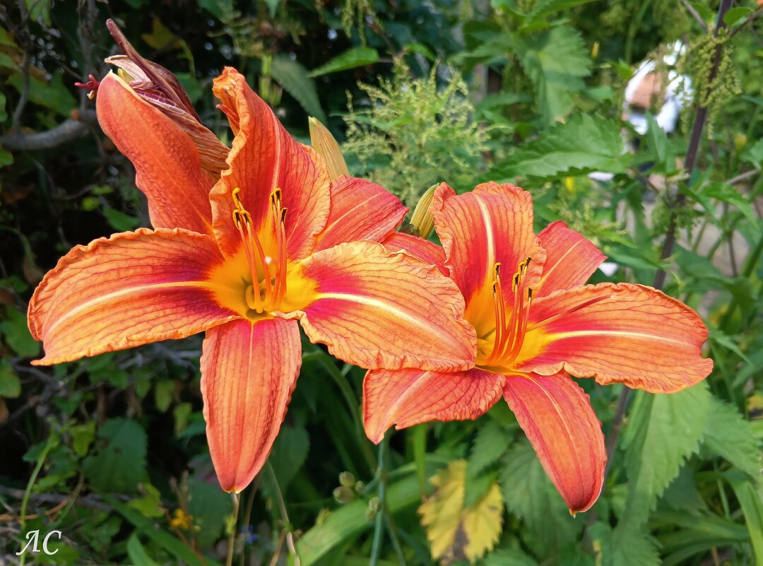 Оранжевые лилии - Любовь Сахарова