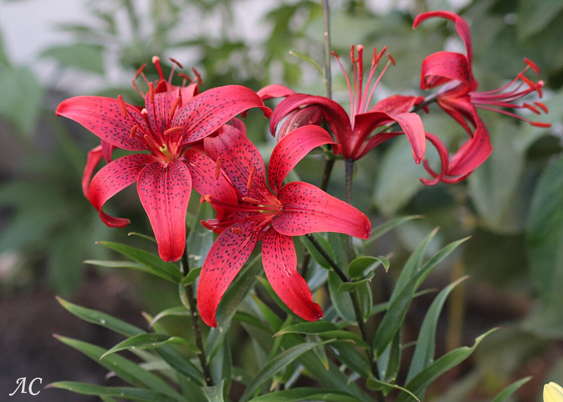 Тигровая лилия - Любовь Сахарова