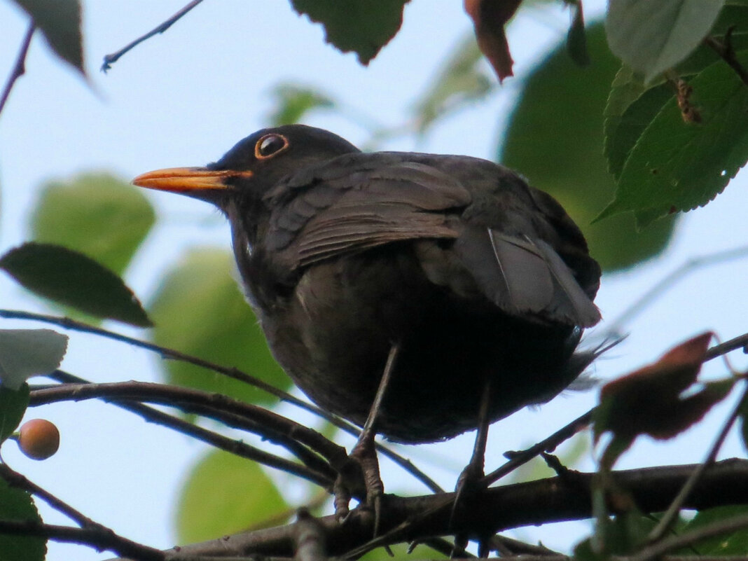 Чёрный дрозд - Татьяна Львова Чёрный дрозд - Татьяна Львова