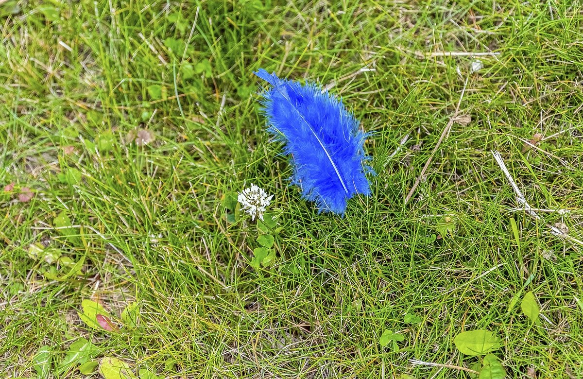 Пролетала синяя птица - Валерий Иванович
