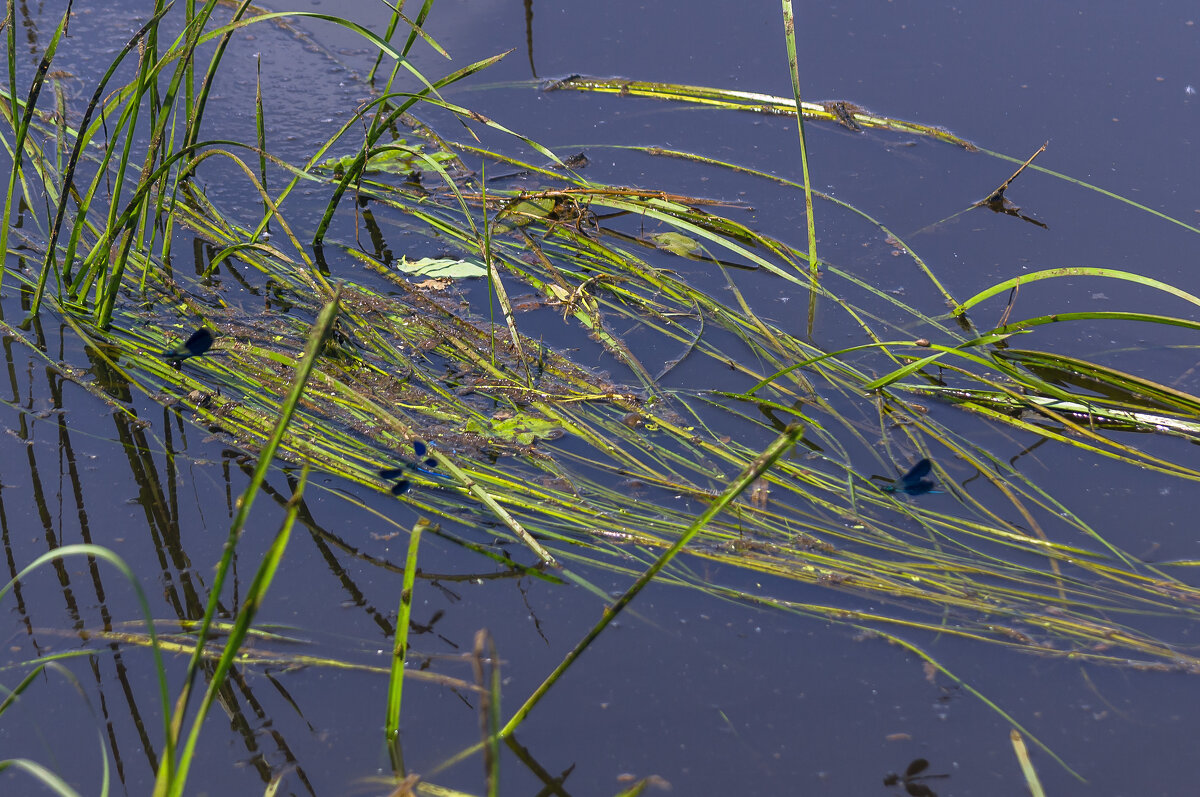 Порхание над водой - Сергей Цветков Порхание над водой - Сергей Цветков