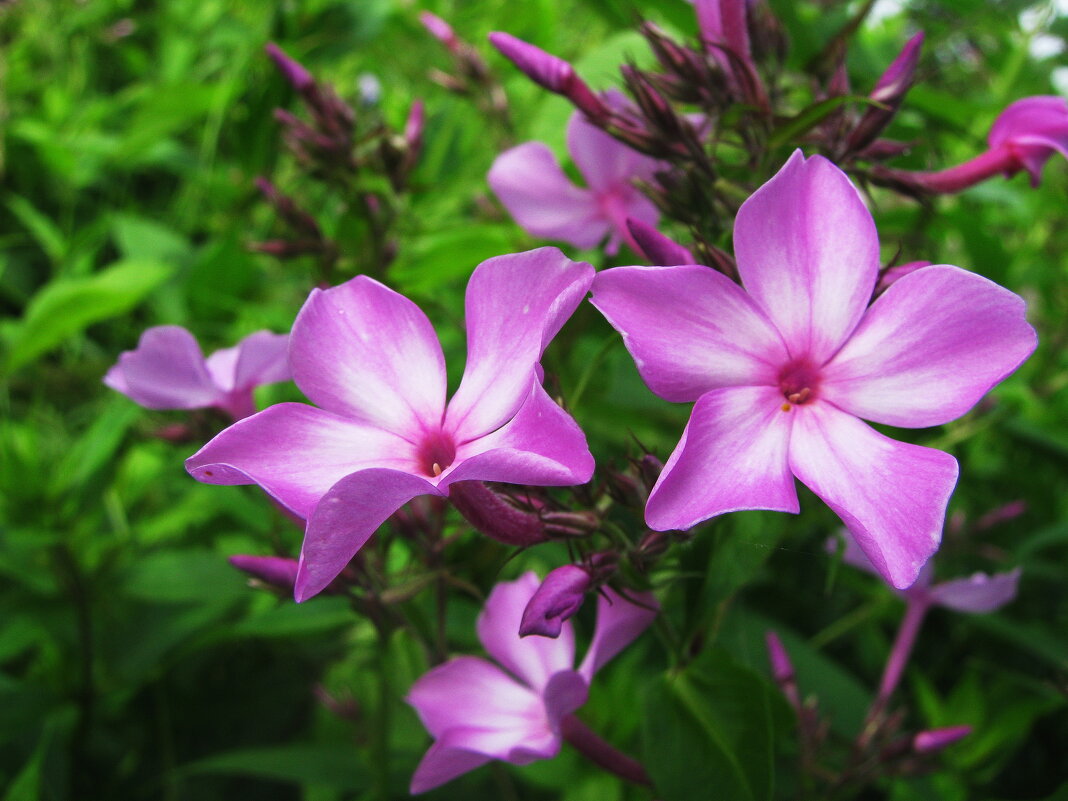 Нежная красота - Людмила Смородинская