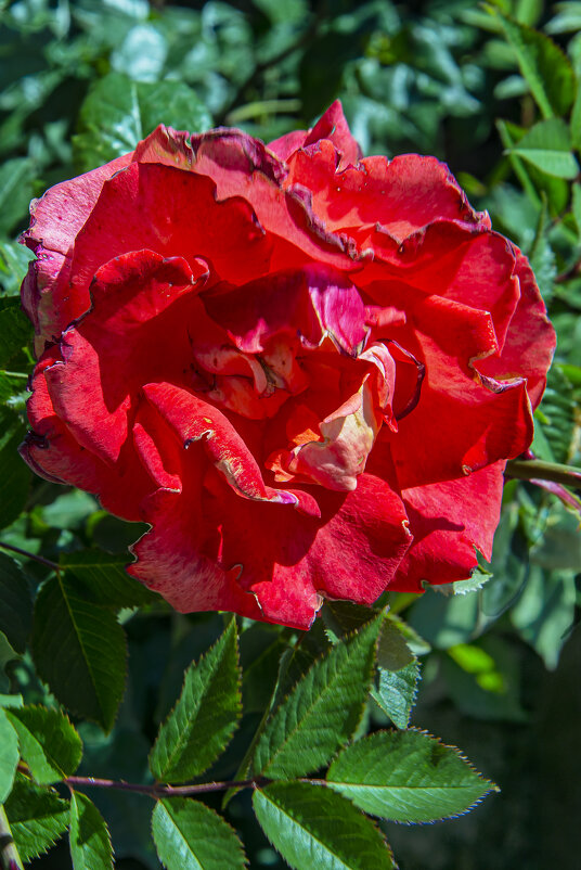 Роза - Анатолий Чикчирный