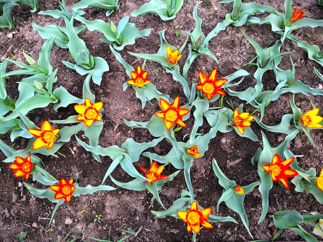 Ковер - Наталья 