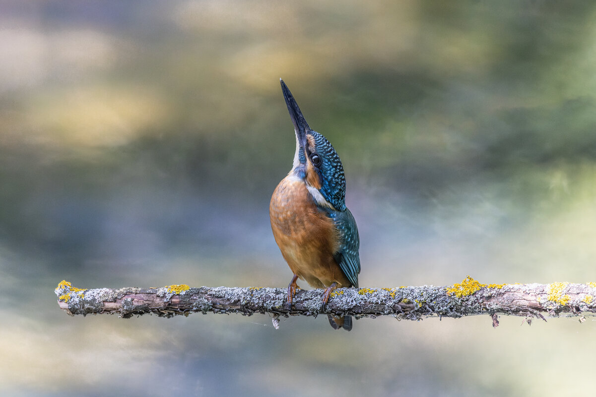 зимородок. - юрий макаров