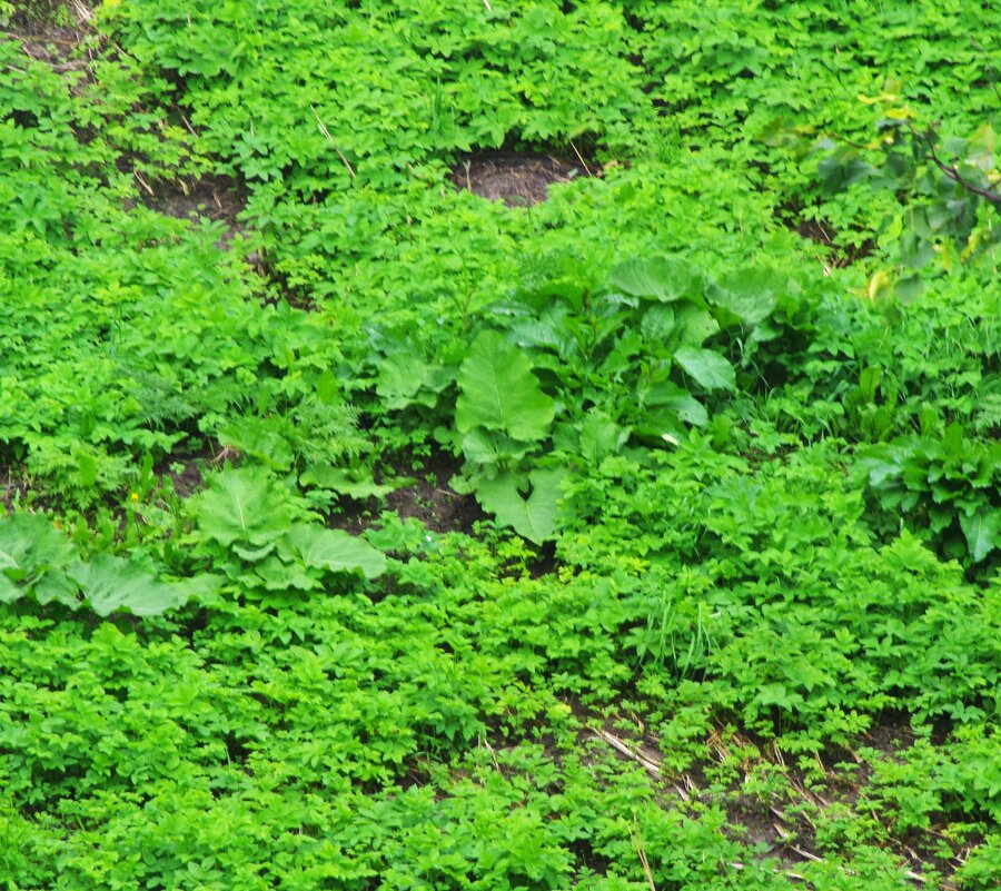 Опять надо косить ! - Юрий Куликов Опять надо косить ! - Юрий Куликов