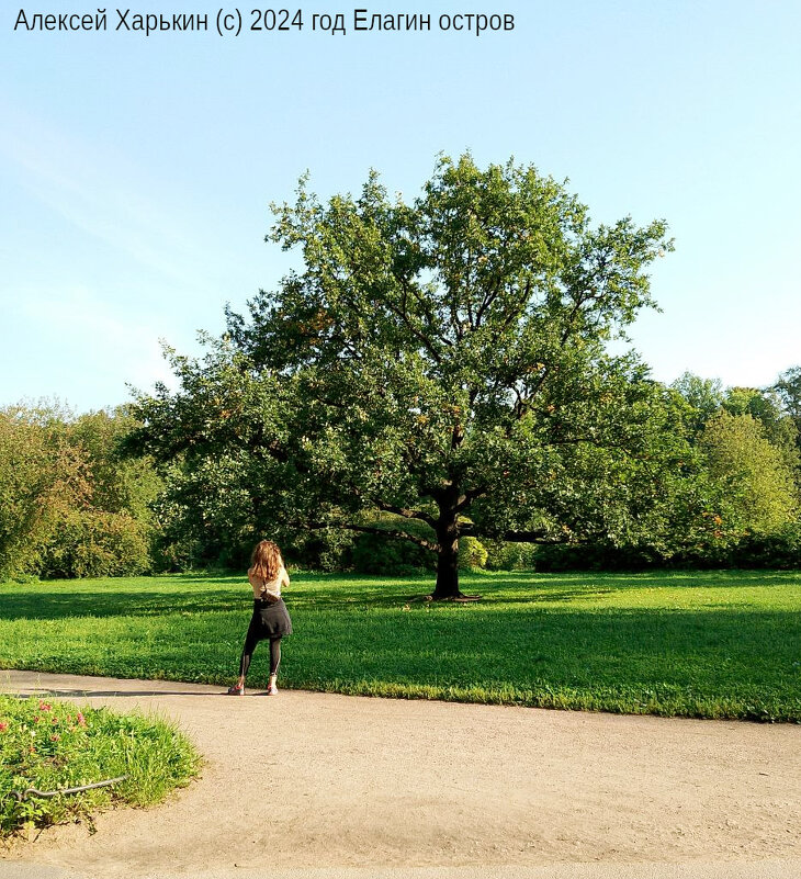 Ого, какое дерево! - Алексей Харькин Ого, какое дерево! - Алексей Харькин