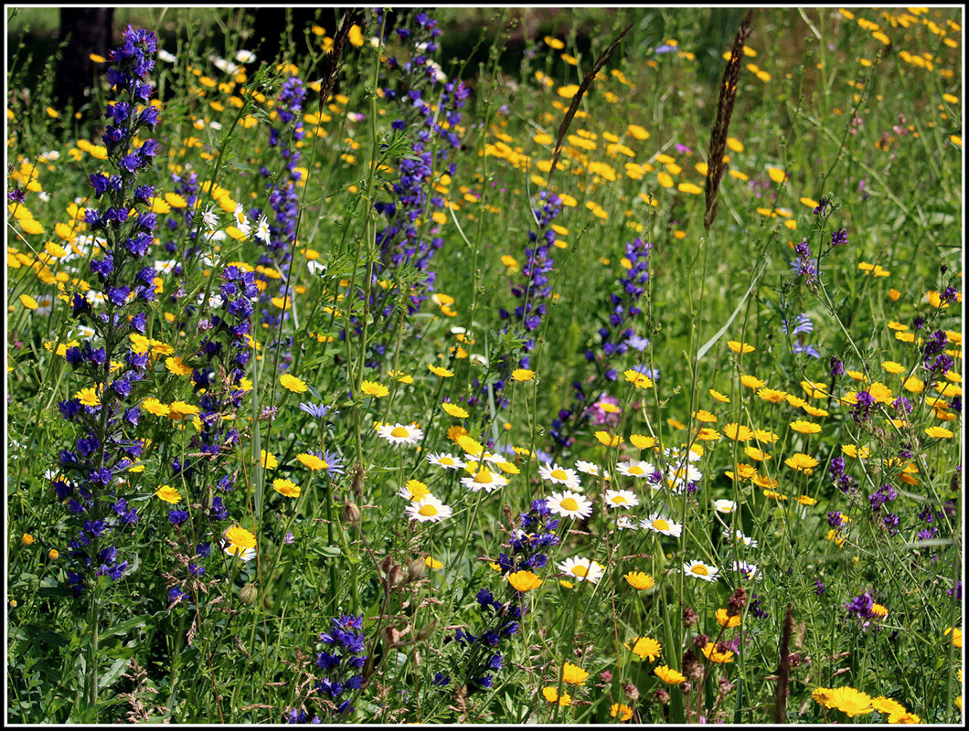 Разнотравье - Aleksandr Gal Разнотравье - Aleksandr Gal