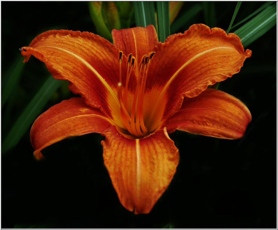 ЛИЛИЯ... - Elvira E. 