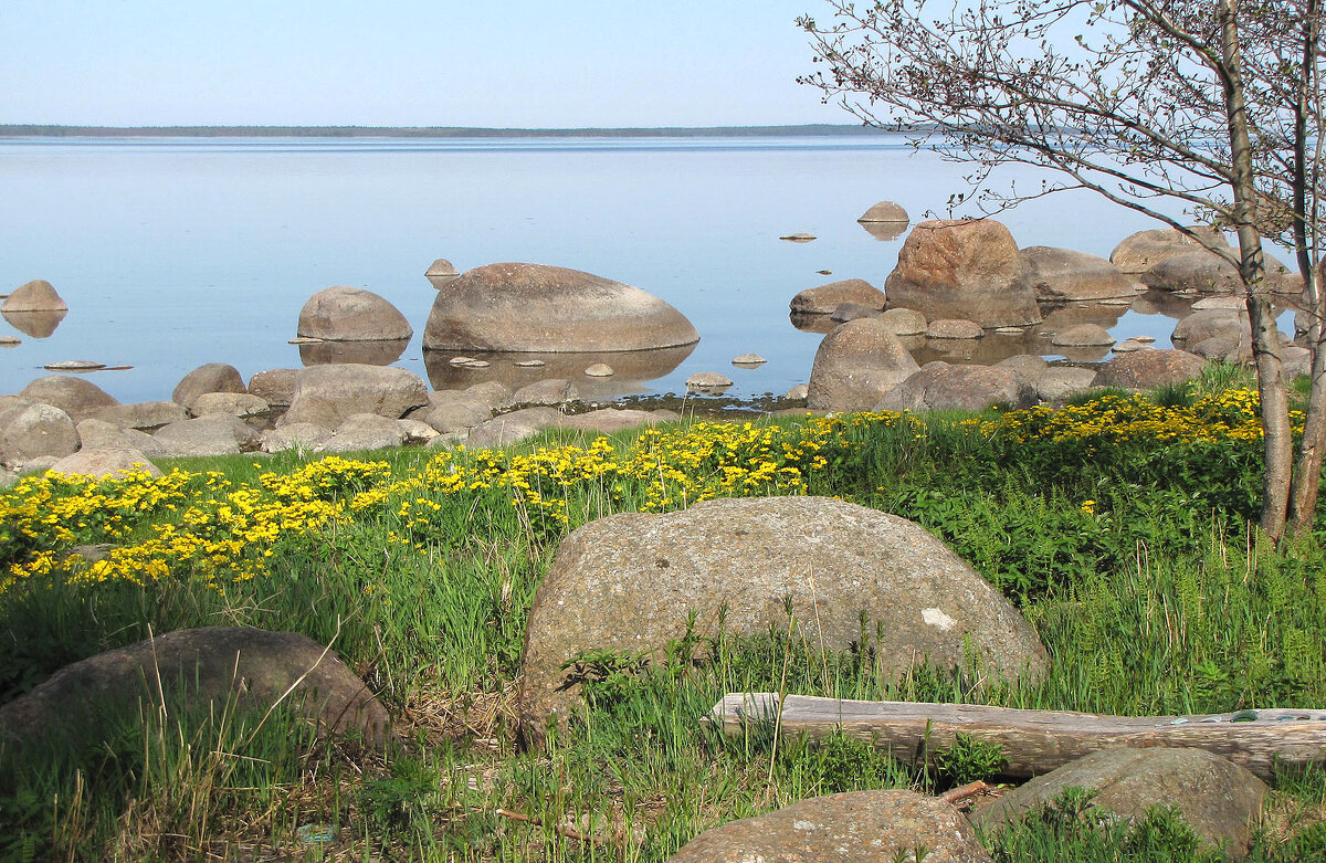 Калужница цветет - Александр Ильчевский 
