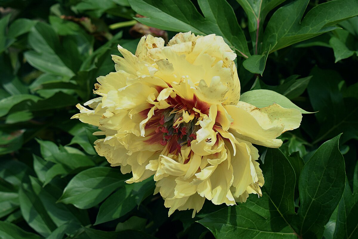 Древовидный пион. - Татьяна Помогалова