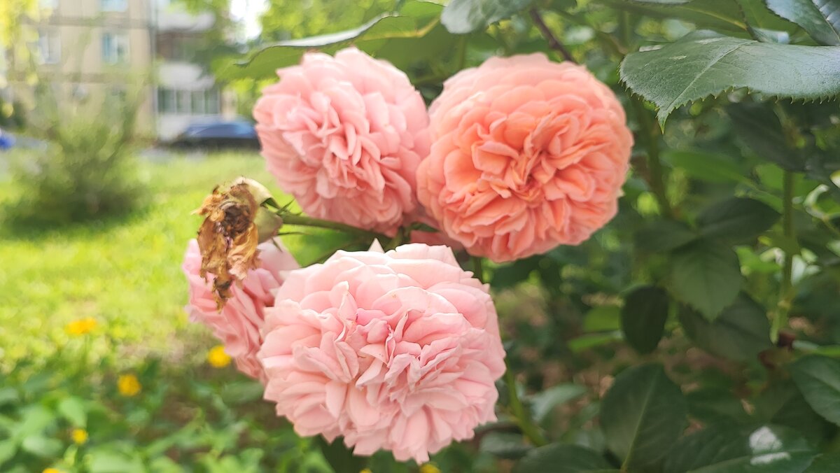 ,,, - Сергей Тимоновский