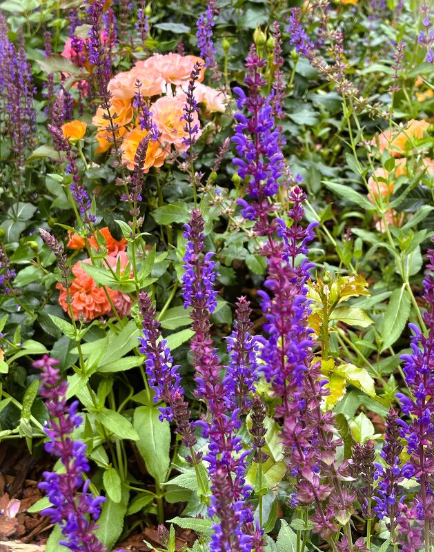 Веселая лужайка - Мария - Maria Веселая лужайка - Мария - Maria