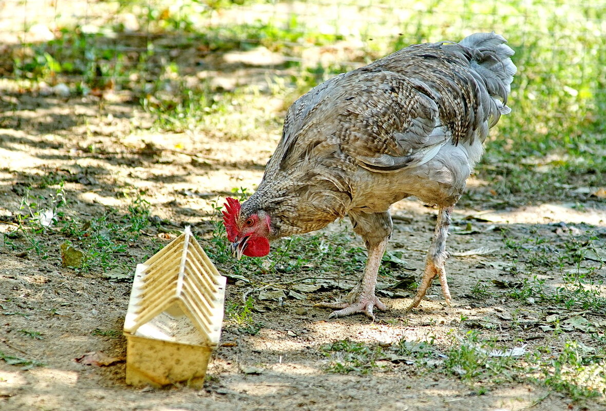 из серии " Когда я был в станице..." - Николай Саржанов