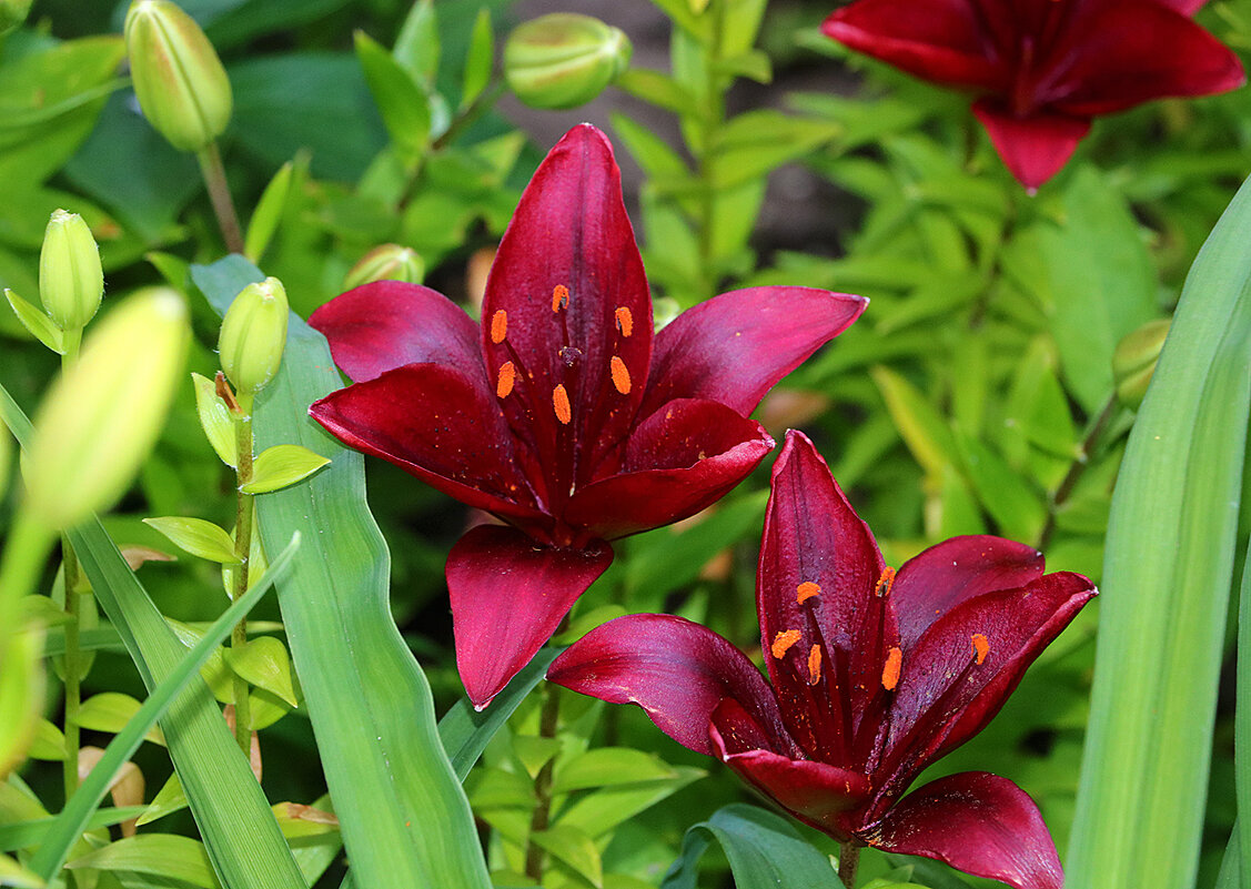 "Кармен" - Светлана 