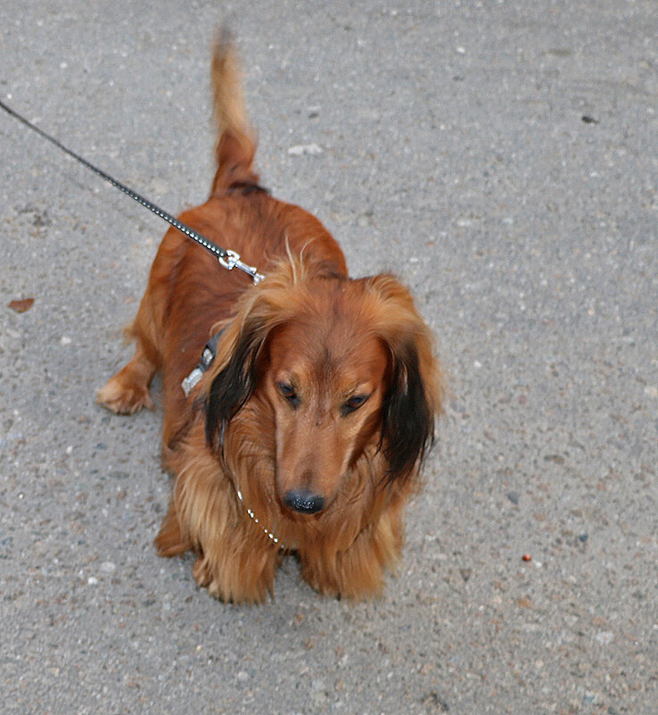 Вот такая пушистая такса - Светлана Вот такая пушистая такса - Светлана