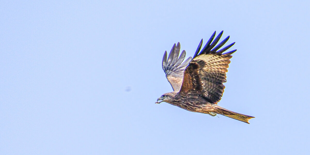 Поймал что нибудь поесть - Георгий А Поймал что нибудь поесть - Георгий А