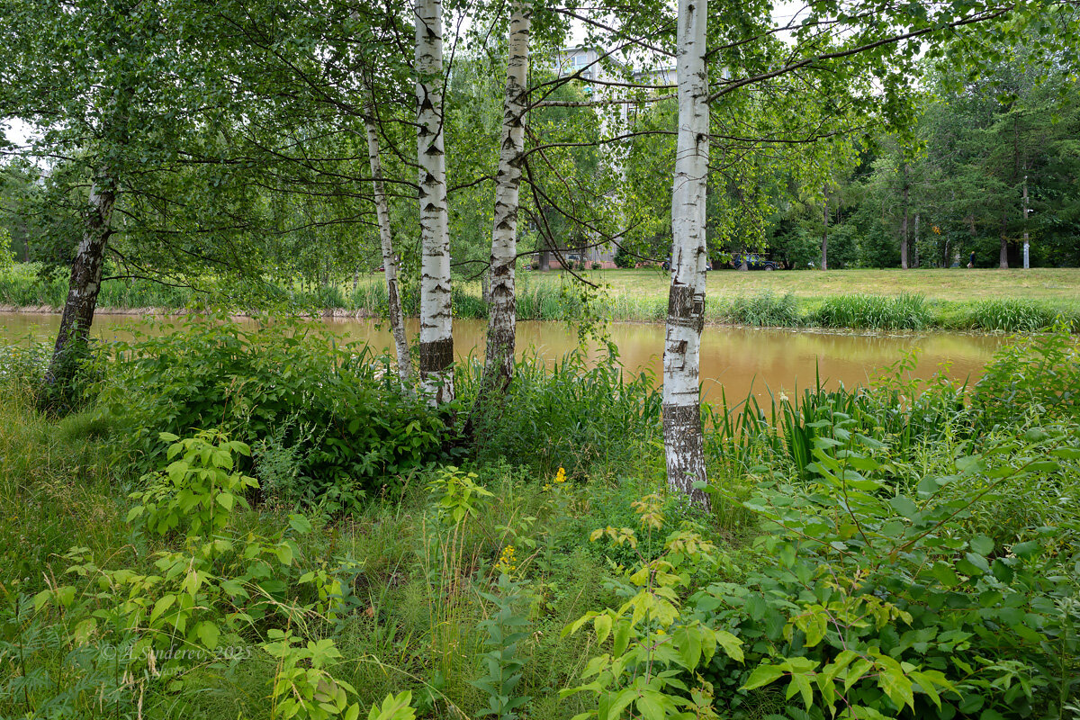 Берёзы на берегу реки - Александр Синдерёв
