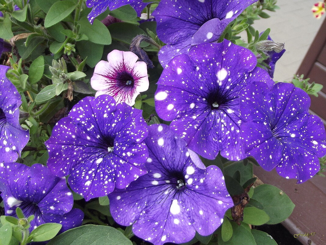 Петунии - Freddy 97