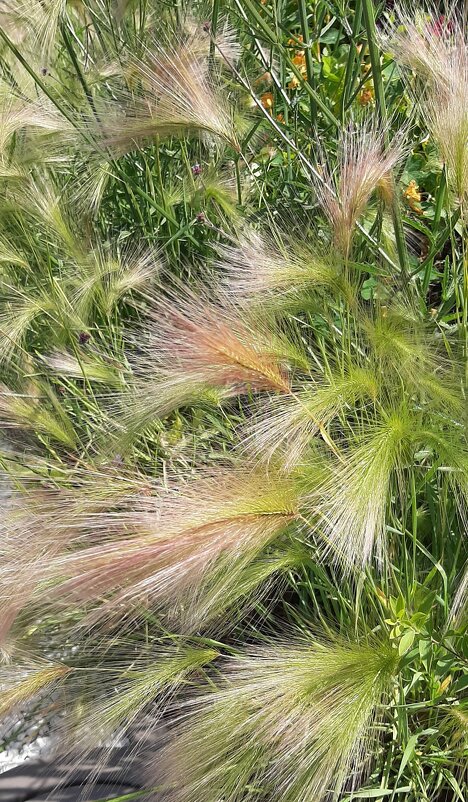 *** - Наталья Герасимова