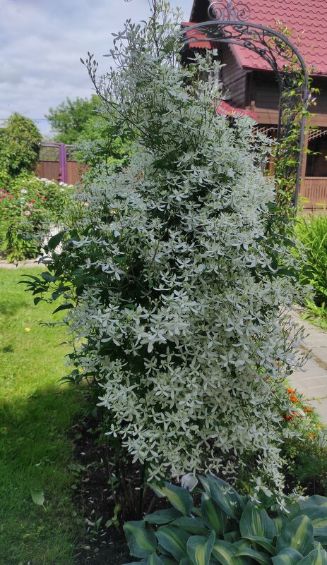 Благоухает ароматом черёмухи - Татьяна Лютаева