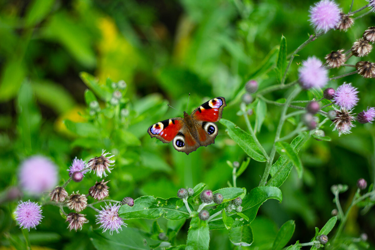 Бабочка - Сергей Михайлов