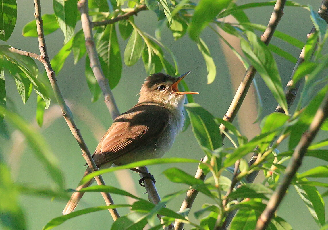 Песня - Владилен Панченко
