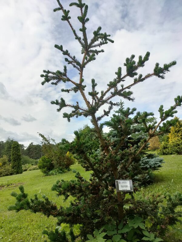 В Ботаническом саду Петрозаводска - Ирэн 