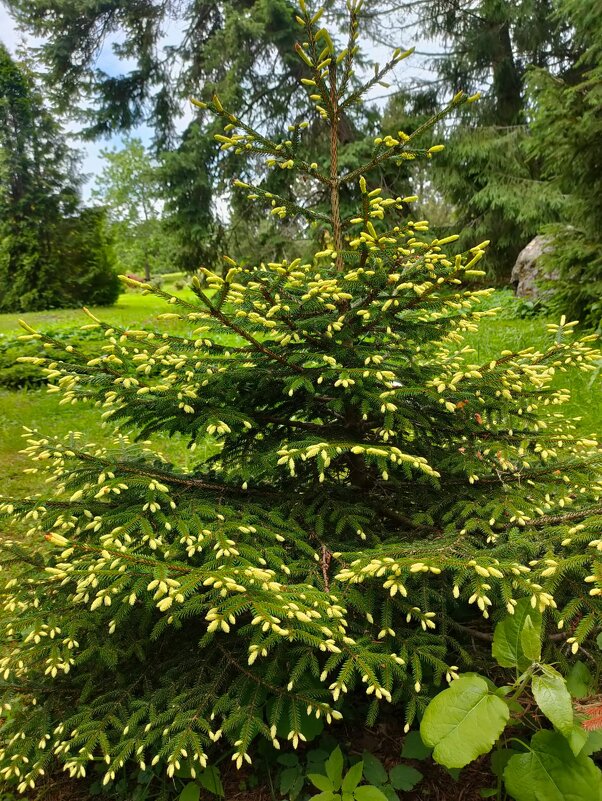 В Ботаническом саду Петрозаводска - Ирэн В Ботаническом саду Петрозаводска - Ирэн