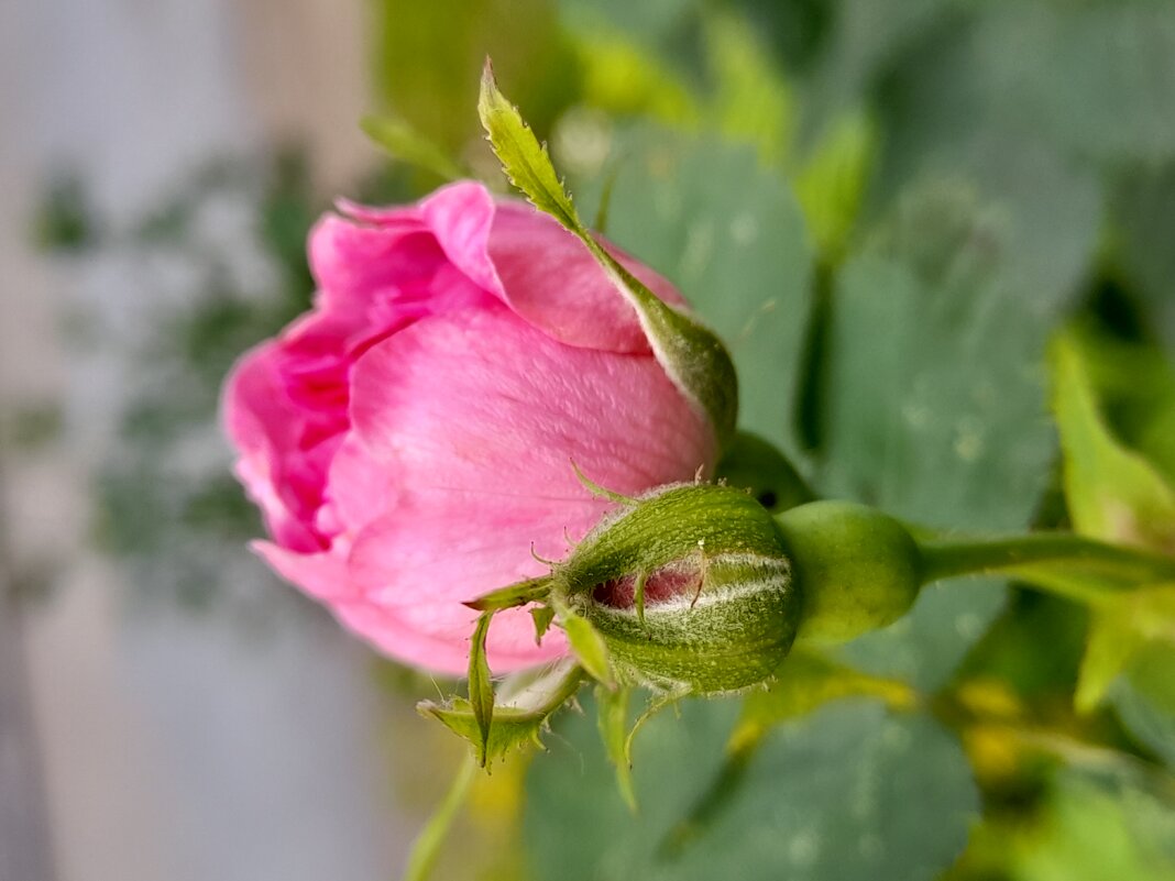 Бутон - Ирина Лесиканич