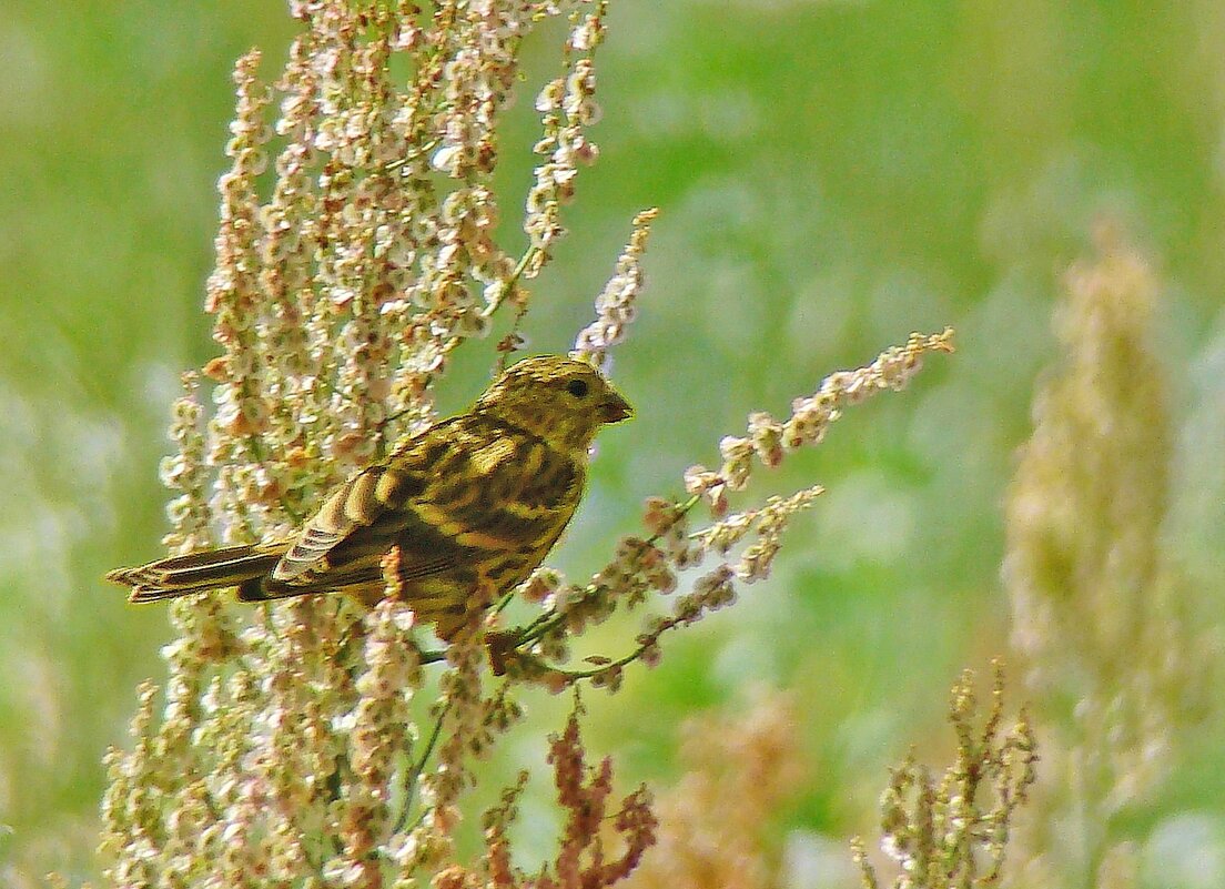 европейский канареечный вьюрок - gawrilа - dan