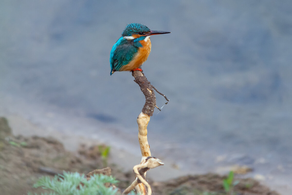 * - Виталий Емельянов * - Виталий Емельянов