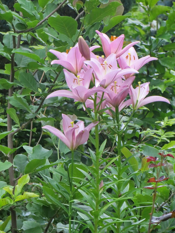 Розовые лилии - Александр Чеботарь Розовые лилии - Александр Чеботарь