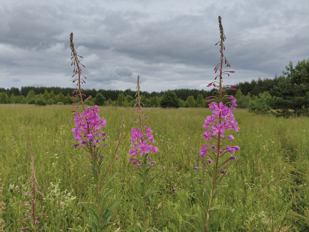 Иван - Чай / Кипрей (Epilоbium) - Денис Бочкарёв