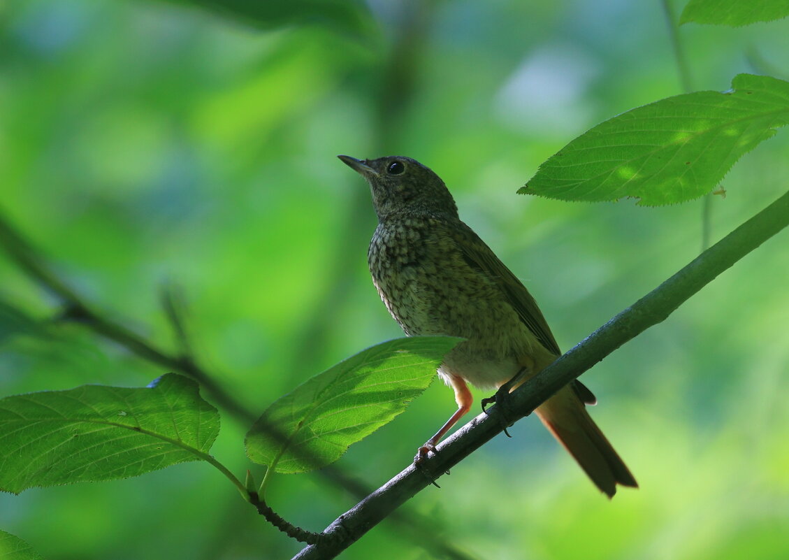 * * * - Владилен Панченко