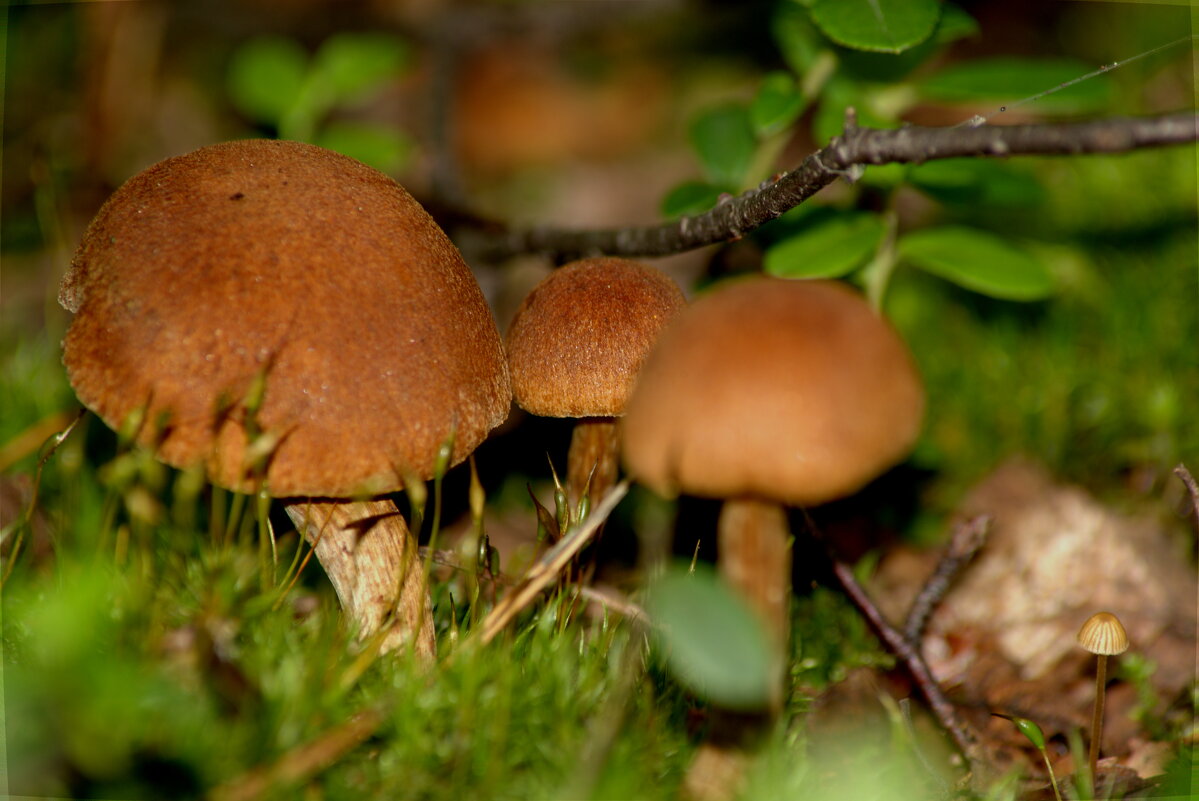 Обабок дубовый - Сергей Владимирович Егоров
