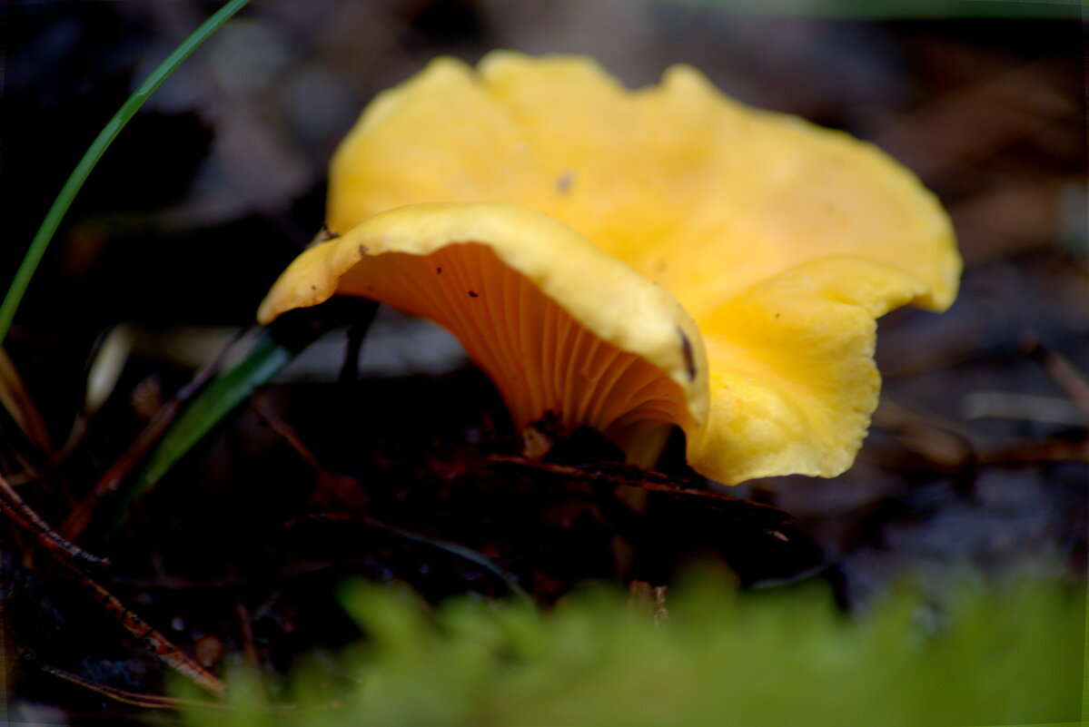 Лисичка - Сергей Владимирович Егоров