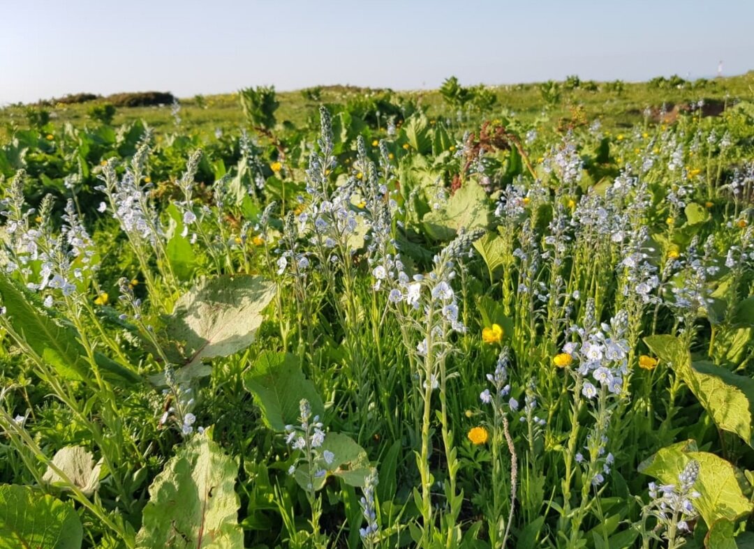 ПЛАТО ЛАГОНАКИ - Tata Wolf