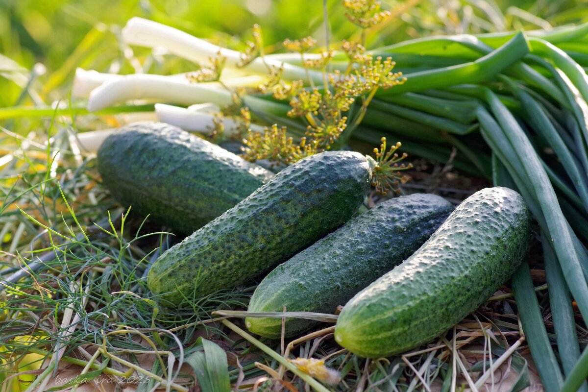 Свой урожай - Ирина Баскакова Свой урожай - Ирина Баскакова