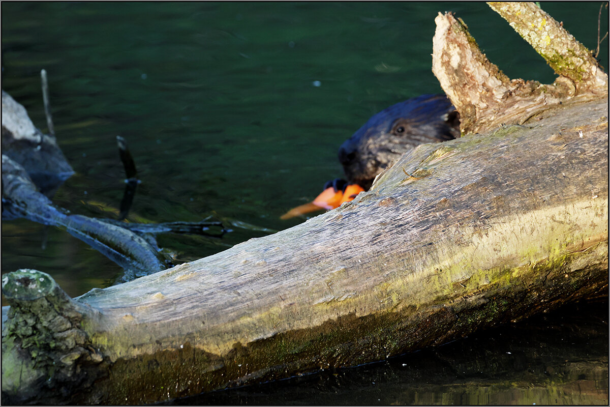Бобр хомячит - Сергей Премонишын