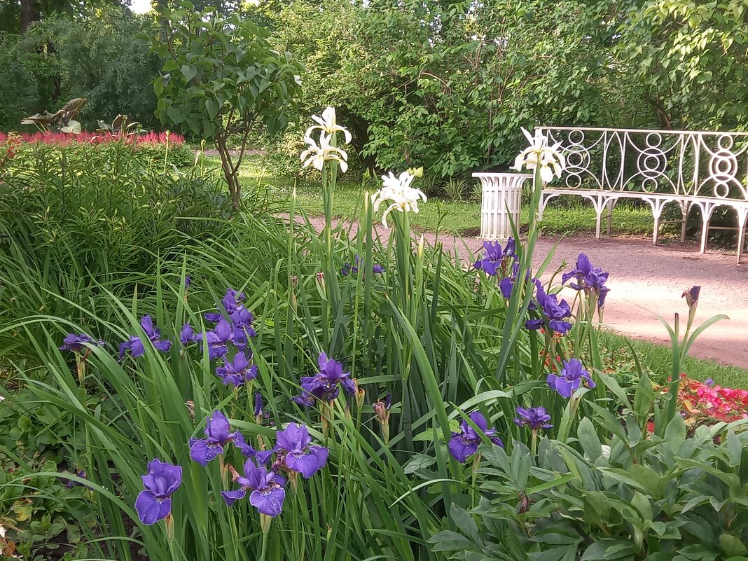 Ирис - Сапсан 