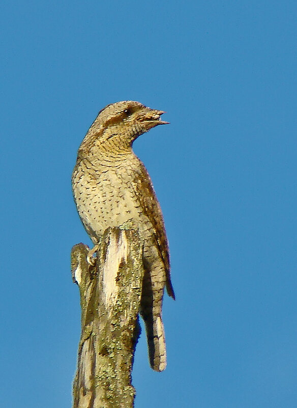 вертишейка - gawrilа - dan