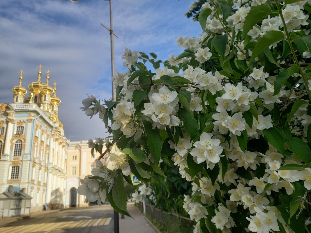 Чубушник - Сапсан 