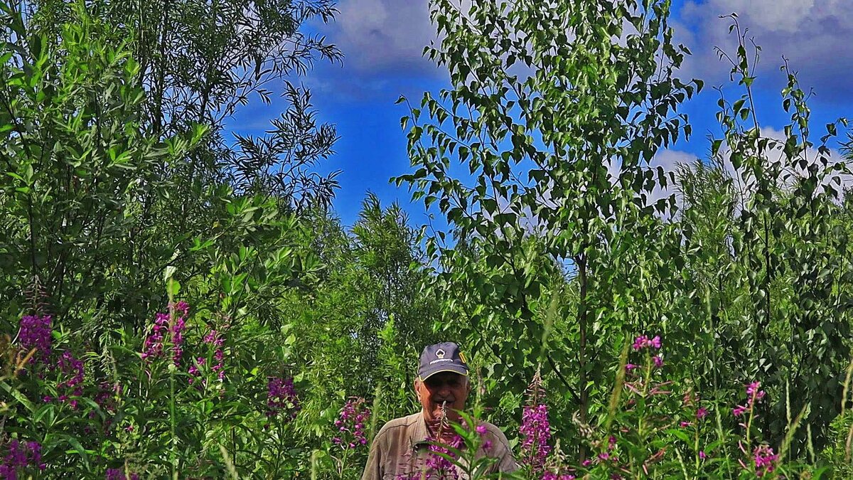 Июль...Среди цветов иван-чая ! - Владимир 