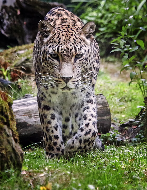 ***** - Андроник Александр ***** - Андроник Александр